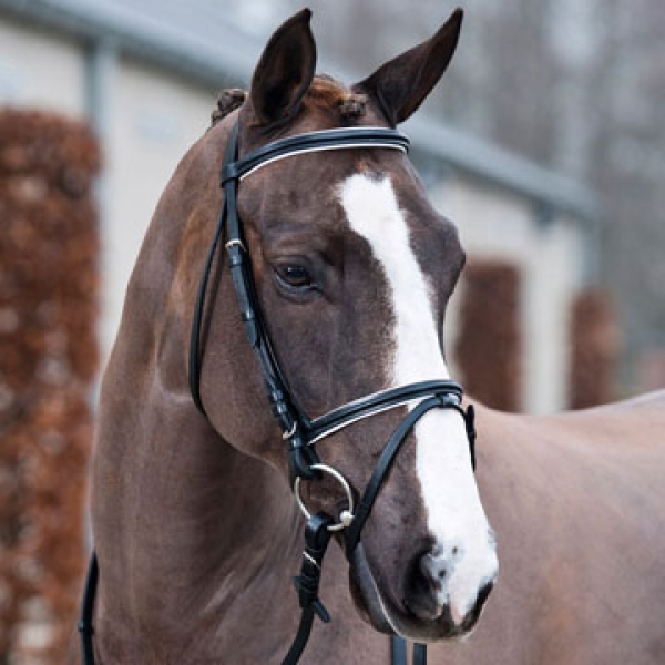 HORZE Strd bridle schwarz